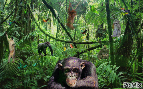 valee des singes - GIF animado grátis