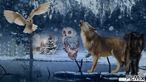OWL / WOLF 2 - Gratis geanimeerde GIF