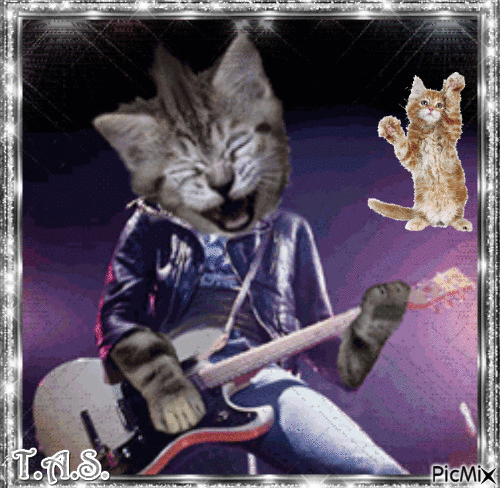 Les chats musiciens - GIF animasi gratis