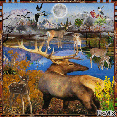 Scenic Deer.. - GIF animé gratuit