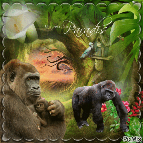 mon ami le gorille - Animovaný GIF zadarmo
