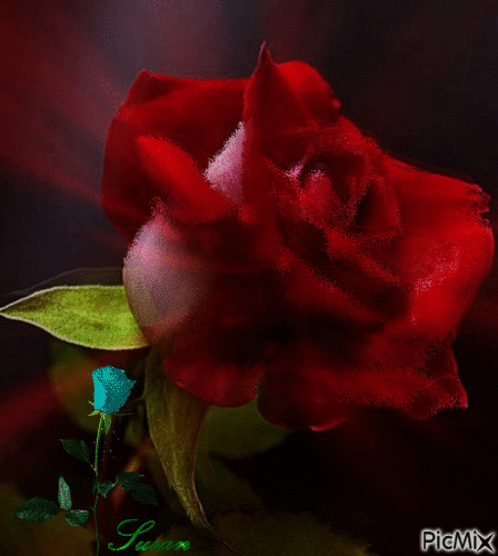 rosa roja - Gratis animeret GIF