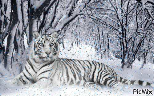 Snow Tiger - GIF เคลื่อนไหวฟรี