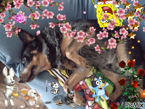 dog spongebob queef pink flower star heeler mouse bunny - GIF animate gratis