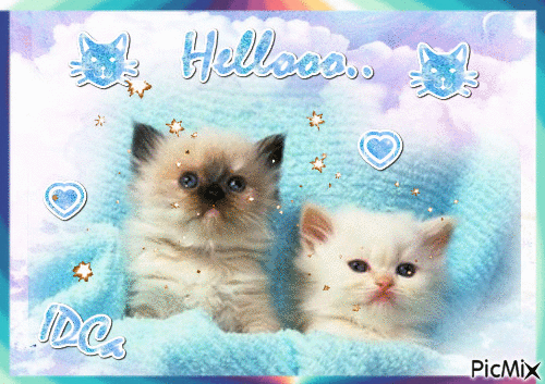 Hello  les chats - Darmowy animowany GIF