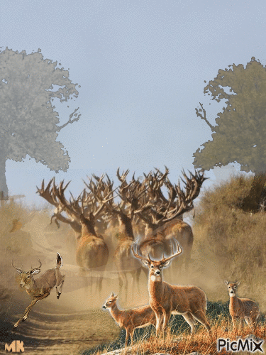 Viento entre los ciervos - Free animated GIF