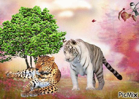 pour l'amour des tigres - GIF animado gratis