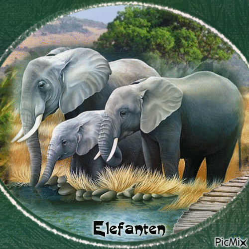 Elefanten - GIF animado gratis