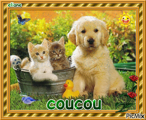 coucou - Δωρεάν κινούμενο GIF