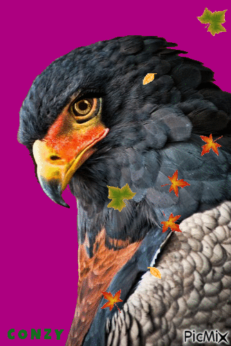 Águila - GIF animate gratis