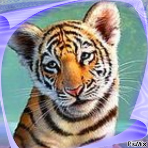 Mon Petit Tigre - png grátis