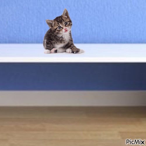 Kitten on bench - фрее пнг