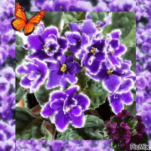 Violets - Free animated GIF