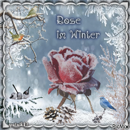 Rose im Winter - Безплатен анимиран GIF