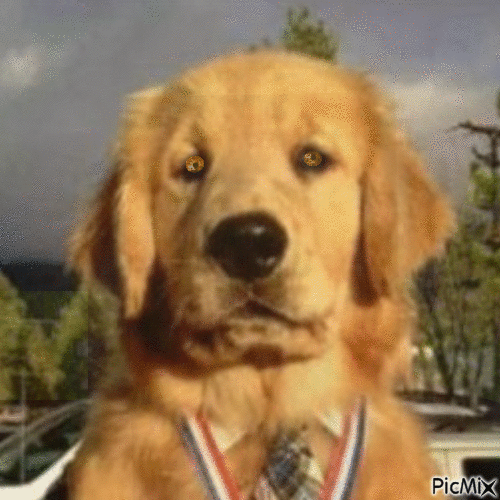 Amazing dog - Zdarma animovaný GIF