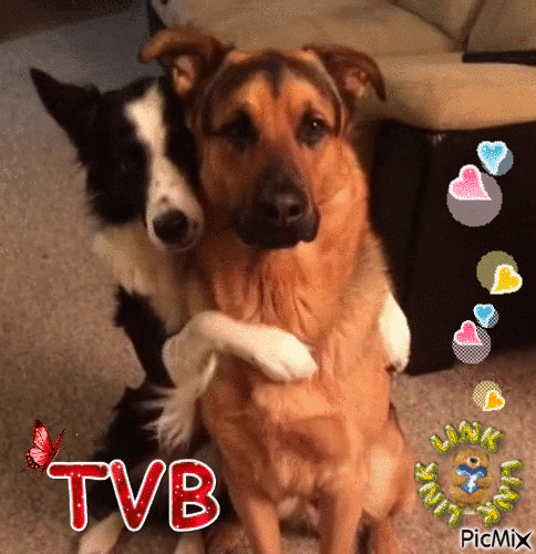 TVB - GIF animé gratuit