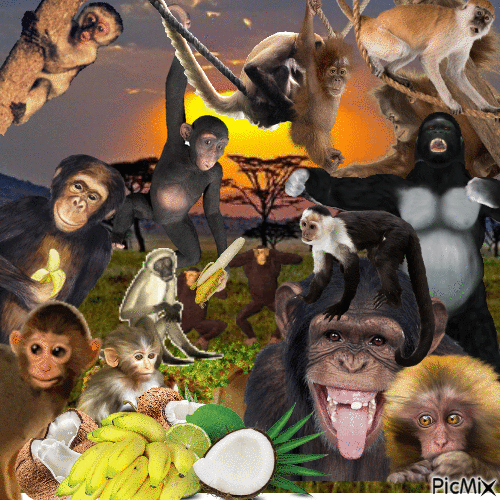 Monkey - Zdarma animovaný GIF