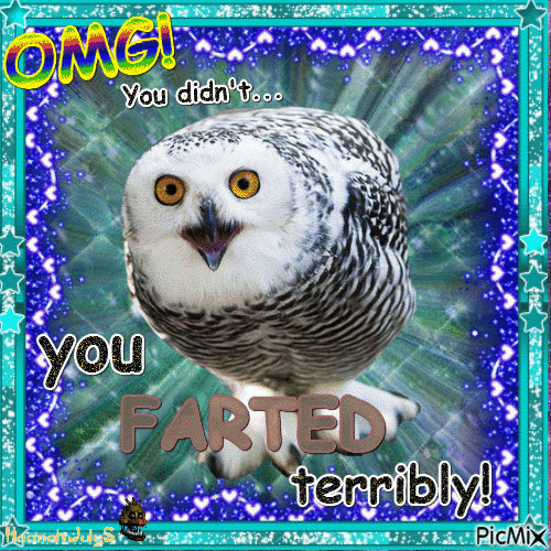 Hilarious Snowy Owl - Zdarma animovaný GIF