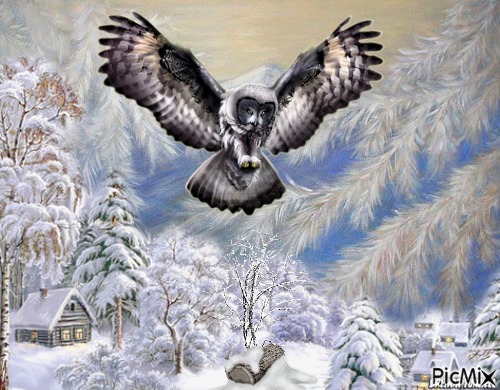winter owl - png gratis