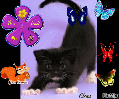 petit chaton noir - GIF animado grátis