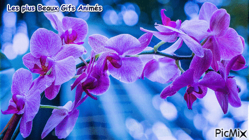j'aime les fleurs <3 - GIF animate gratis