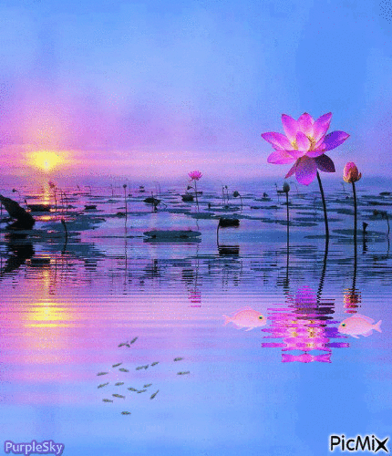 Lotus pond - GIF animado grátis
