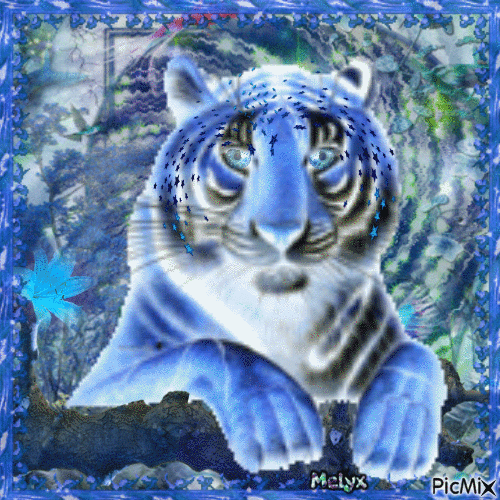 blue eyes of the tiger - GIF animate gratis