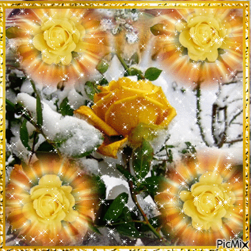 Snow rose - Gratis geanimeerde GIF