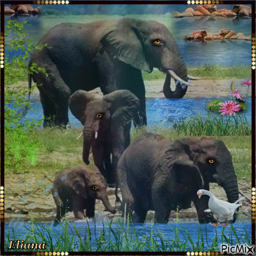Família de elefante - Ilmainen animoitu GIF