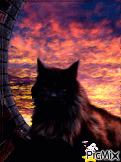 un chat aux yeux d'or - Ingyenes animált GIF
