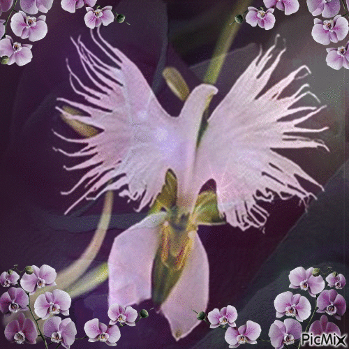 Orchidée - Ilmainen animoitu GIF