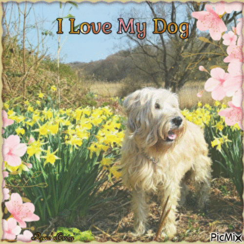 Concours : I love my dog - Free animated GIF