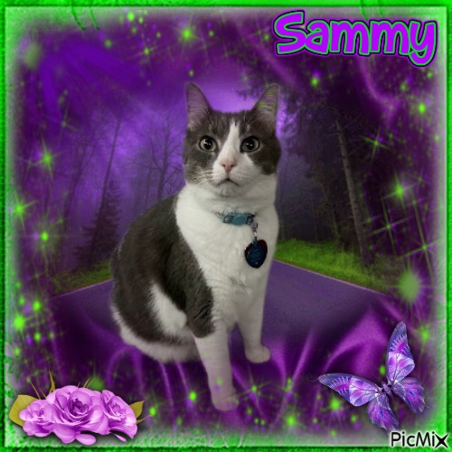 Purple & Green Only SAMMY MY CAT - Free PNG