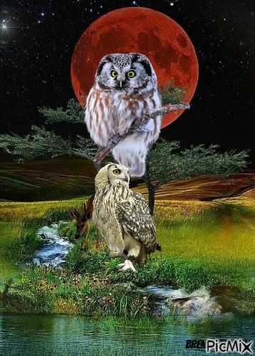 owl - ilmainen png