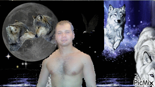 волки в ночи - GIF animado gratis