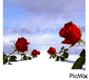 Drum trandafiri - Gratis animeret GIF