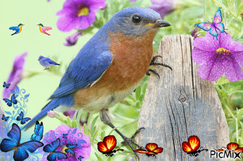 Bluebirds of Happiness - GIF animado gratis