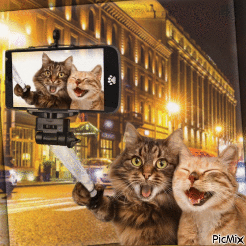 Les chats sont drôles - GIF เคลื่อนไหวฟรี