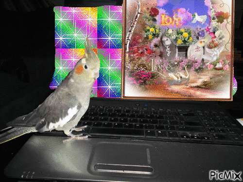 love love birds - Gratis geanimeerde GIF