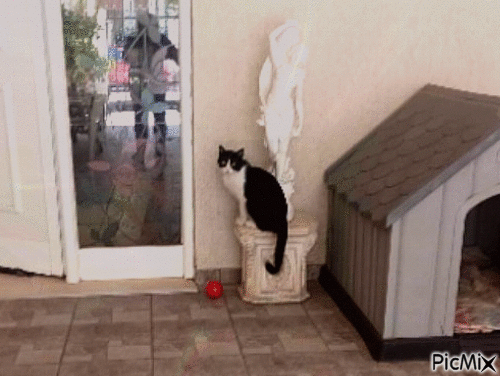 Amazing cat - GIF animado grátis