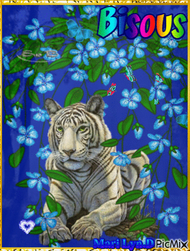 tigre sur fond bleu - Nemokamas animacinis gif