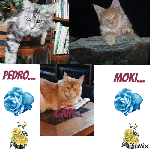 mais chats - Δωρεάν κινούμενο GIF
