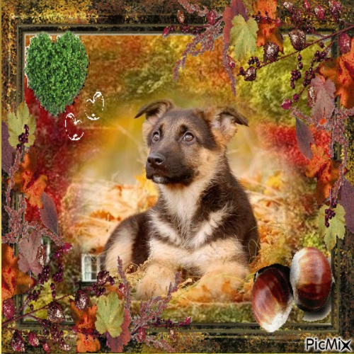 Herbst automne autumn - 免费PNG