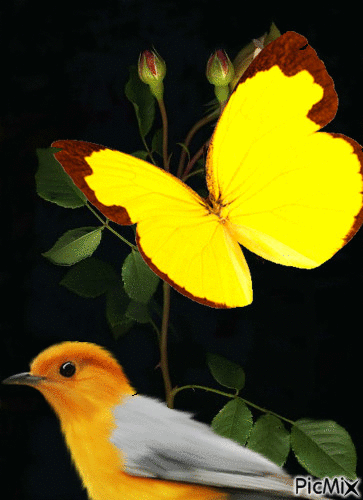 Amarillos en la noche - Free animated GIF