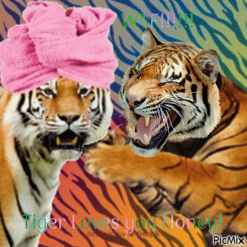 Funny Tiger Love - Free animated GIF - PicMix