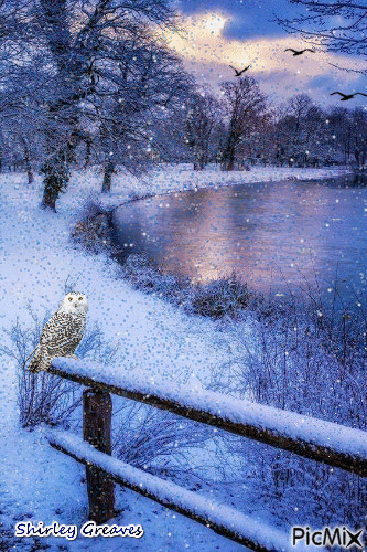 Snowy Owl - Zdarma animovaný GIF