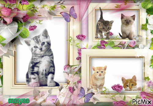 kittens - GIF animado grátis