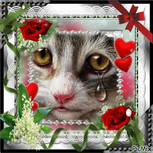 Pauvre petit chat triste - GIF animé gratuit