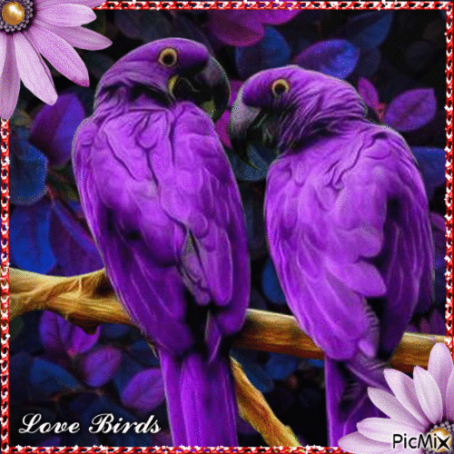LOVE BIRDS - Bezmaksas animēts GIF
