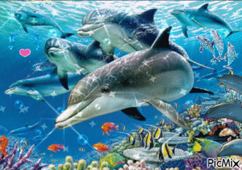dauphins - GIF animado grátis